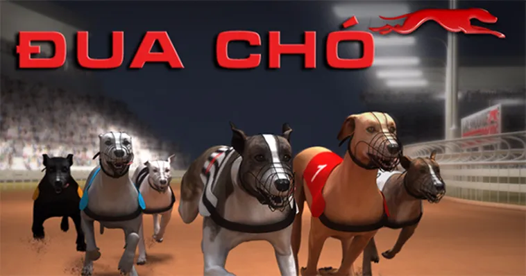 Đua Chó GK88 Hướng Dẫn Cược Đâu Thắng Đó Từ Chuyên Gia